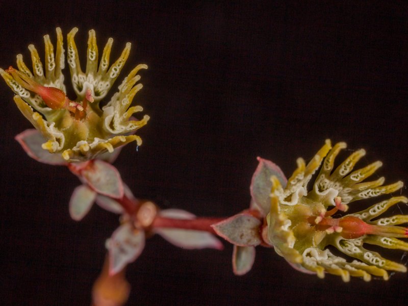 Euphorbia globosa 