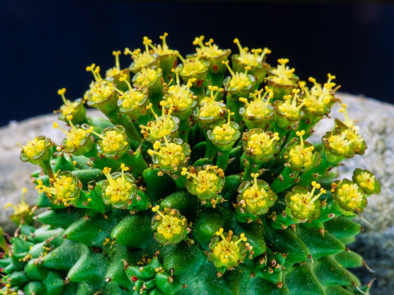 Euphorbia susannae 