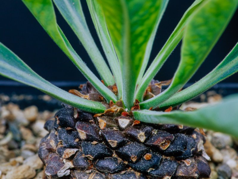 Euphorbia bupleurifolia 