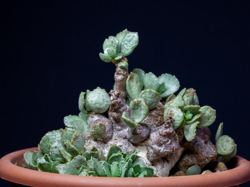 adromischus schuldtianus ssp. juttae