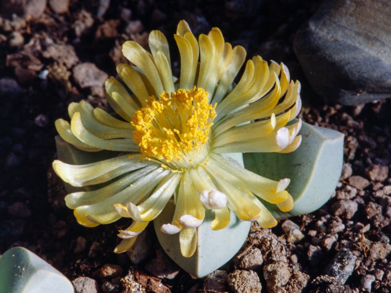 Lapidaria margaretae 