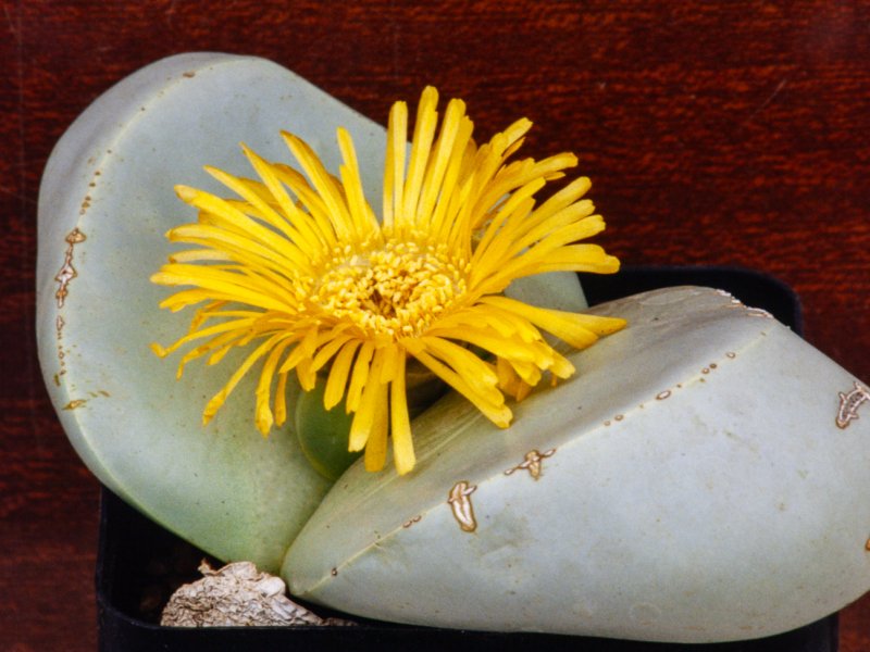 Argyroderma delaetii 