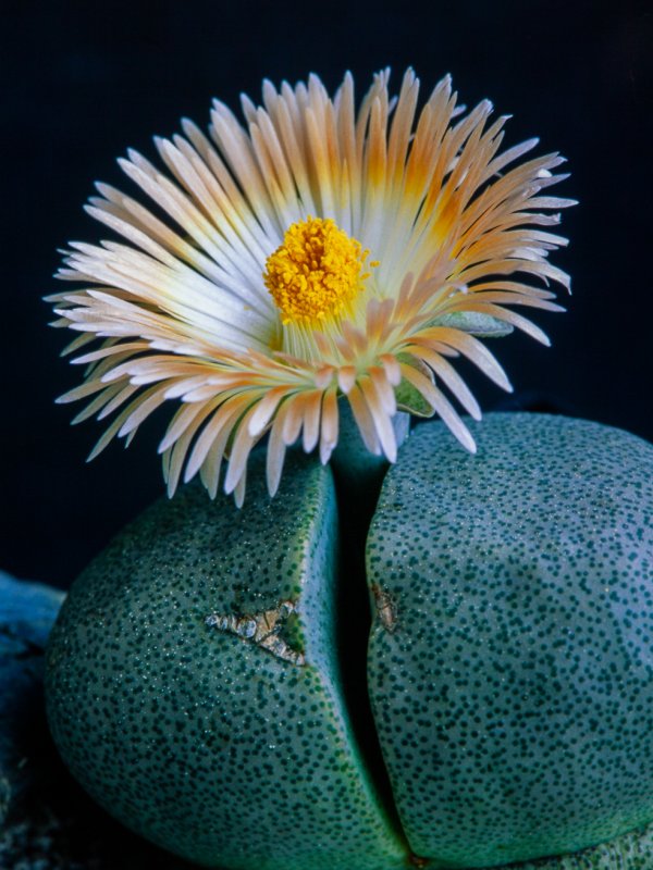 Pleiospilos nelii 
