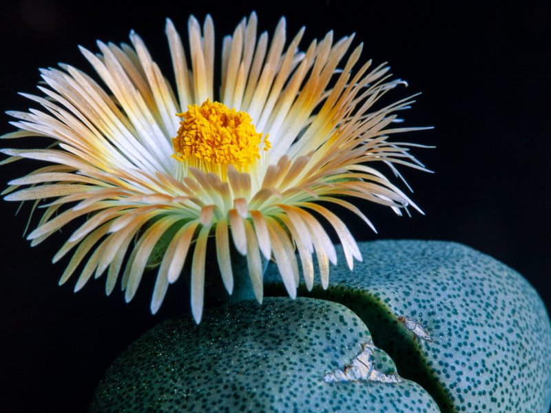 pleiospilos nelii