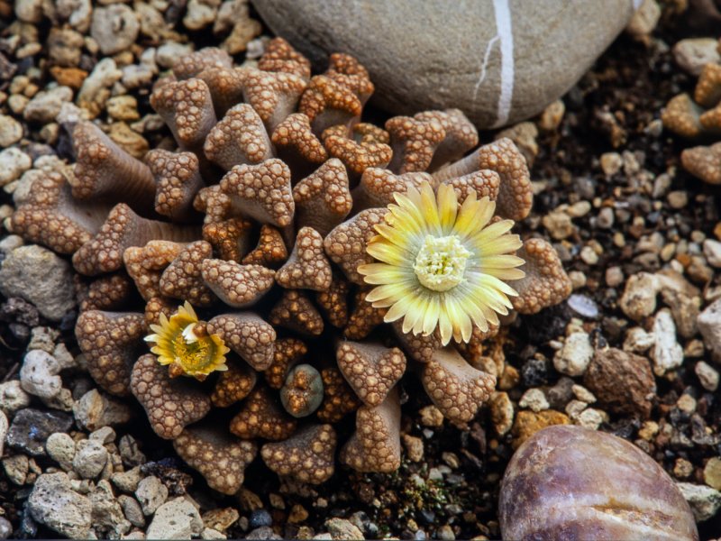 Titanopsis hugo-schlechteri 