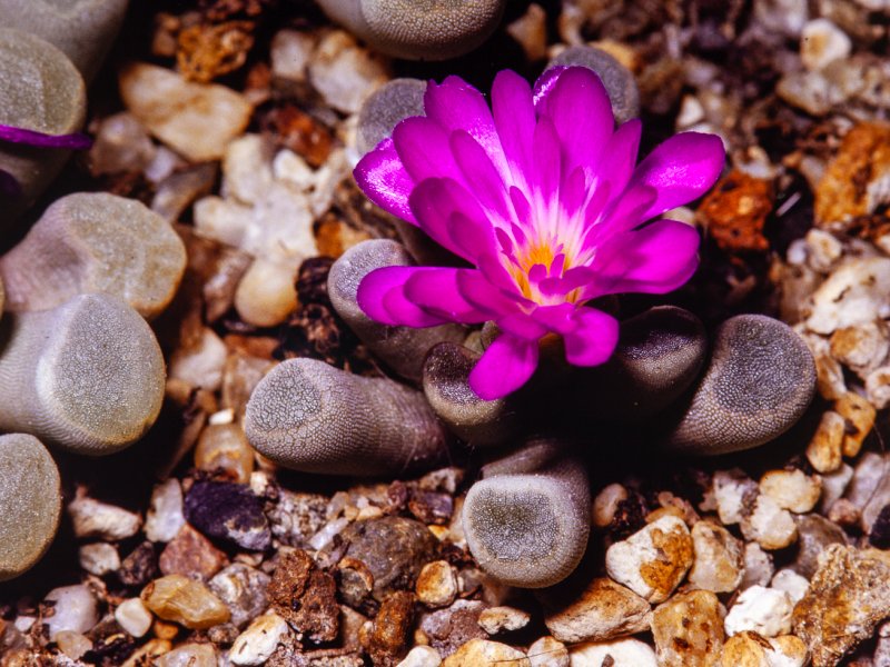 Frithia pulchra 