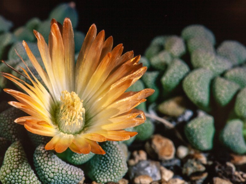 titanopsis calcarea