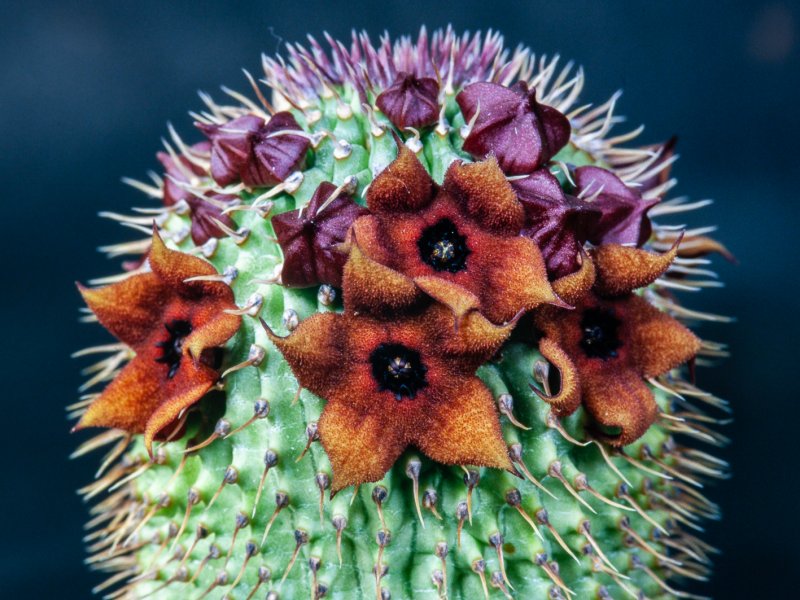 hoodia pilifera ssp. pillansii