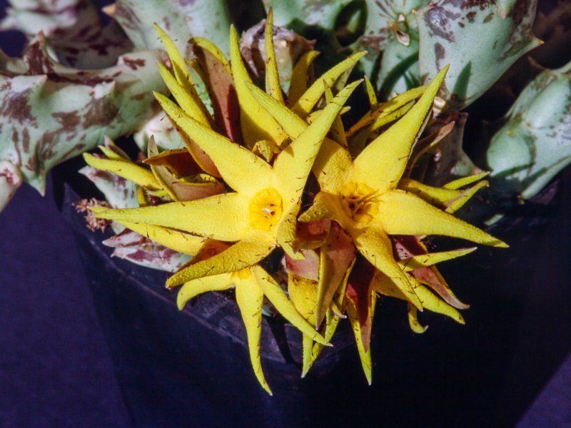 orbea lutea