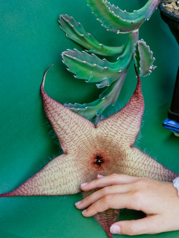 Stapelia gigantea 