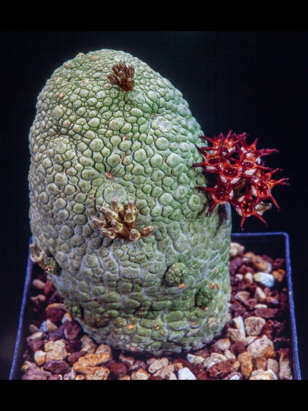 Pseudolithos migiurtinus 