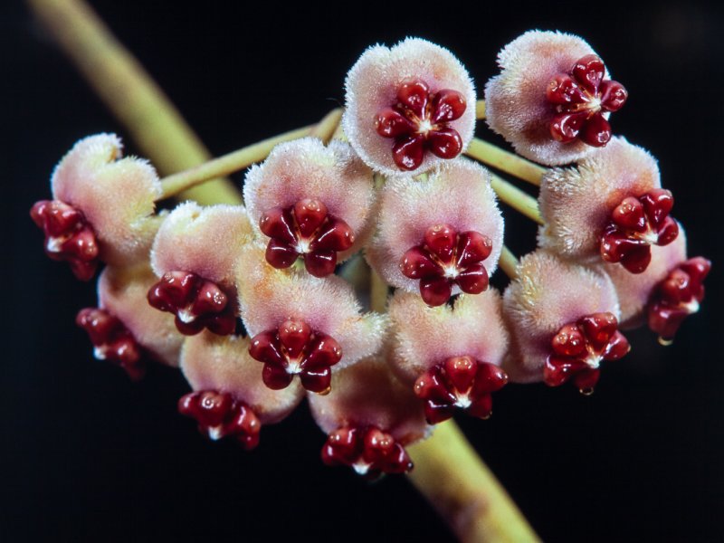 hoya kerrii