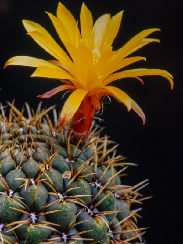 Matucana aurantiaca 
