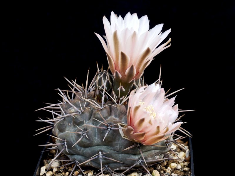 Gymnocalycium gibbosum 