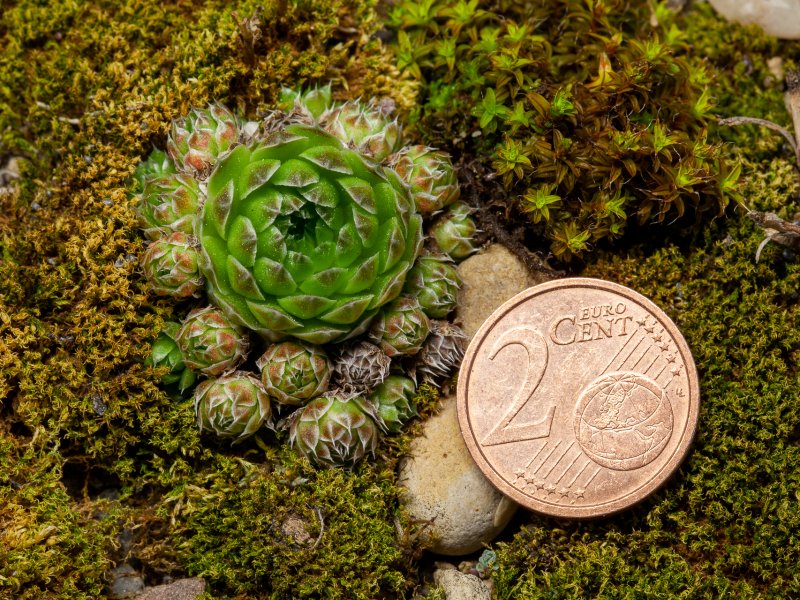 Orostachys spinosum f. minima 