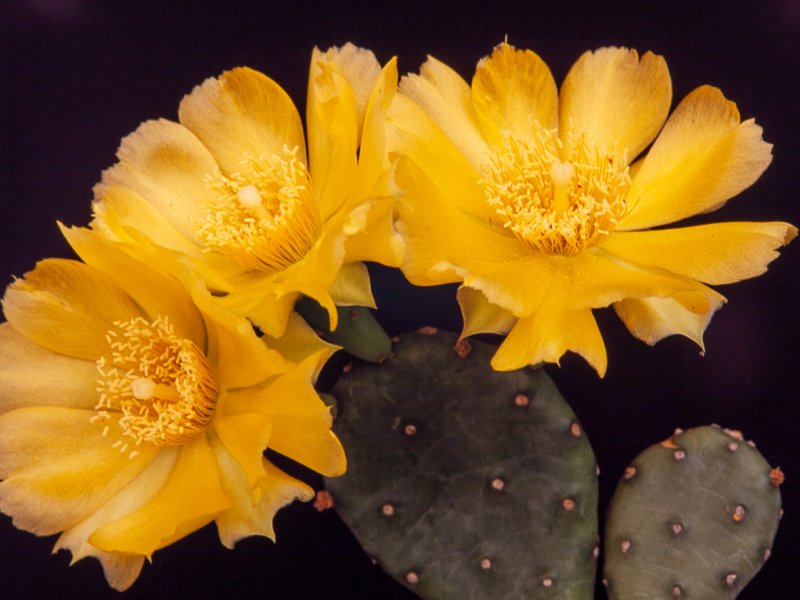 Opuntia humifusa 