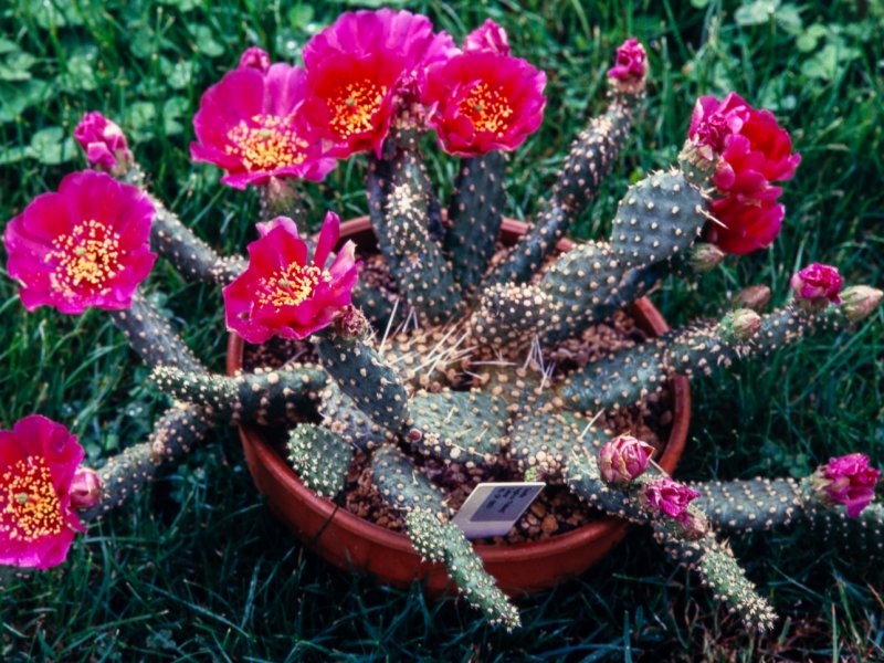 Opuntia fragilis v. denudata 