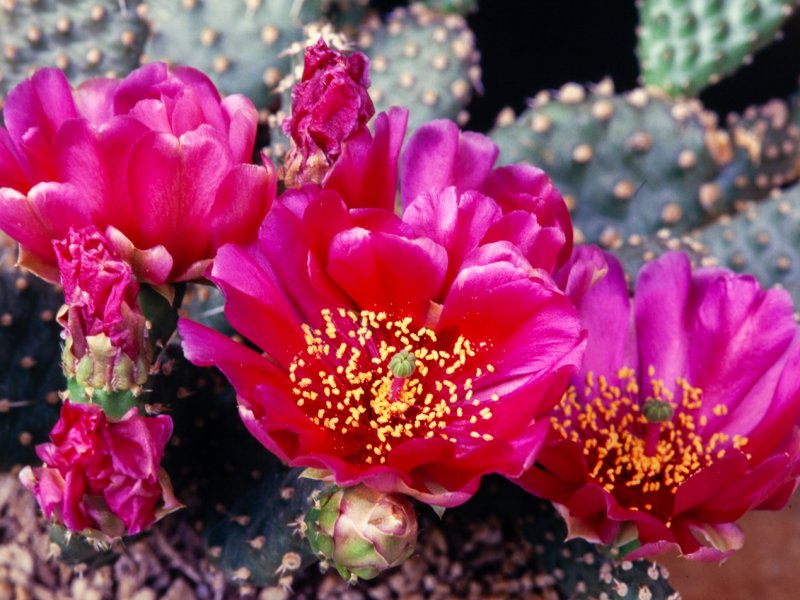 Opuntia fragilis v. denudata 