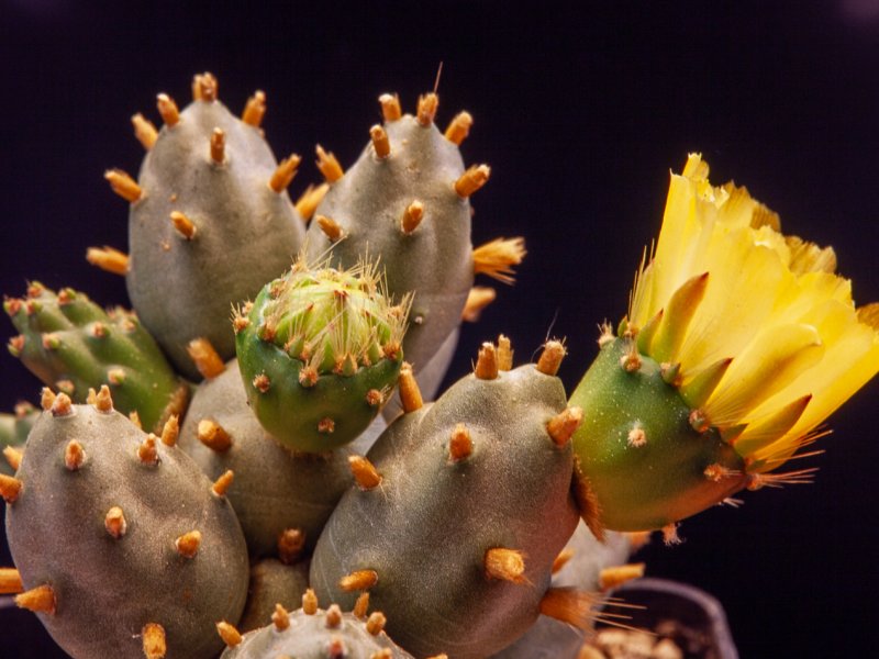Cumulopuntia pentlandii v. dactylifera 