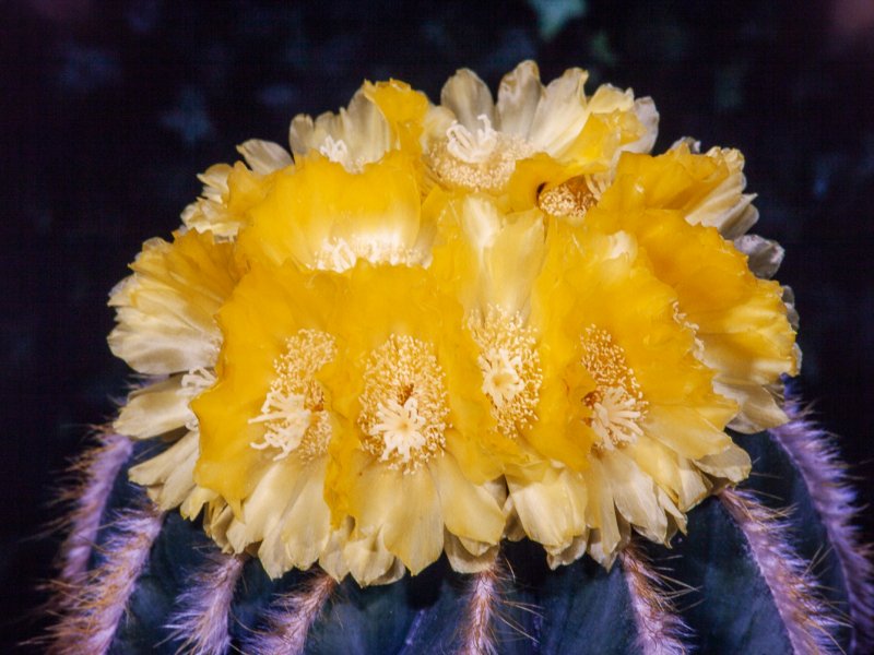 Parodia magnifica 