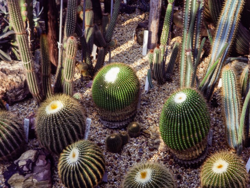 Parodia warasii 