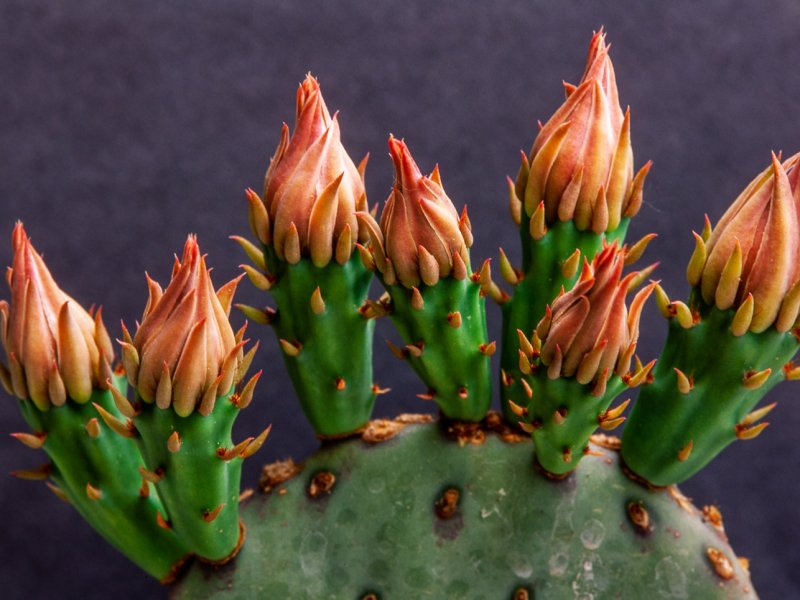 opuntia aurea