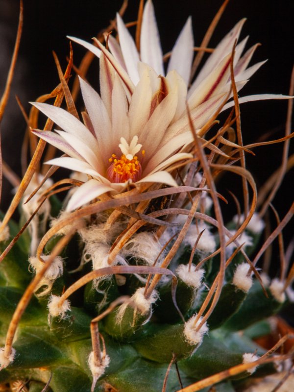 Turbinicarpus gracilis 