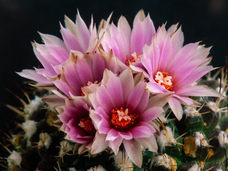 Turbinicarpus laui 