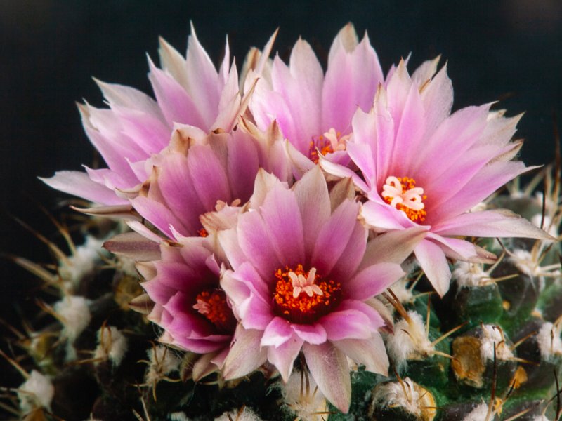 turbinicarpus laui