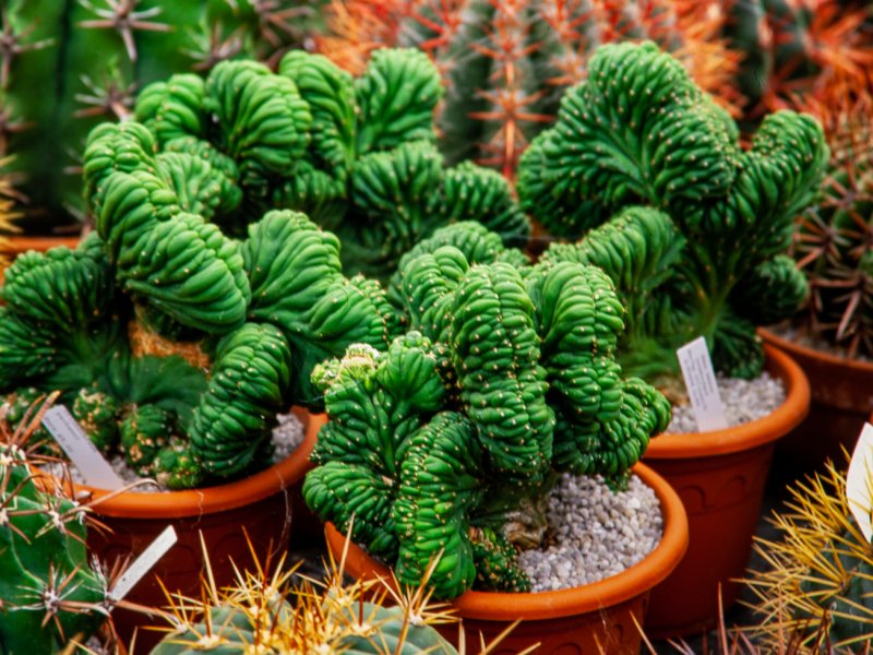 Trichocereus pachanoi f. cristatus 