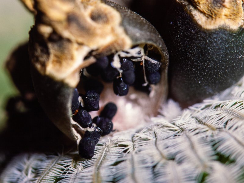 Turbinicarpus pseudopectinatus 