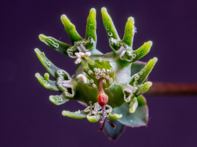 Euphorbia ornithopus 