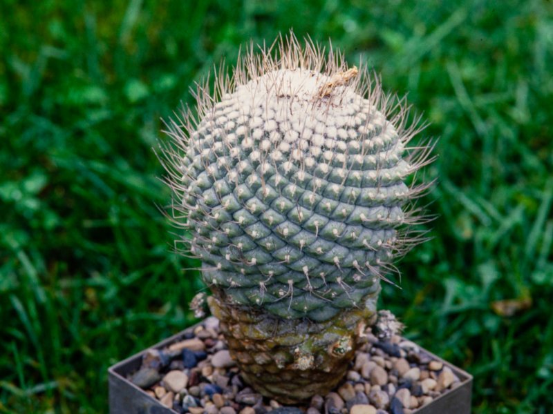 Strombocactus disciformis 