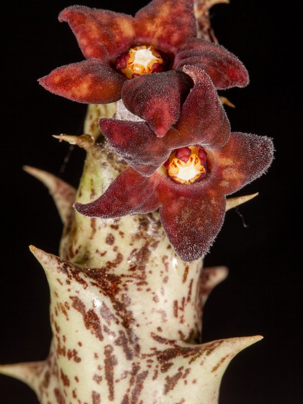 Caralluma hesperidum 