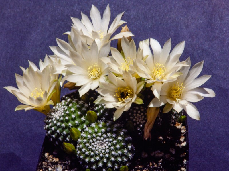 Rebutia krainziana 
