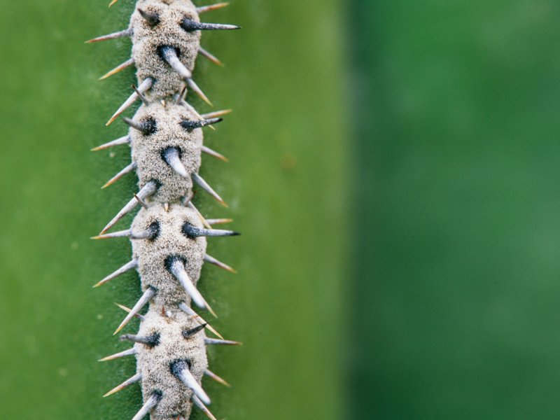 pachycereus marginatus