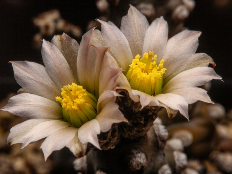 Tephrocactus molinensis 