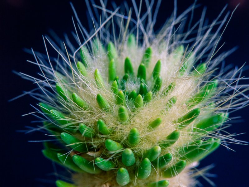 Tephrocactus malyanus 