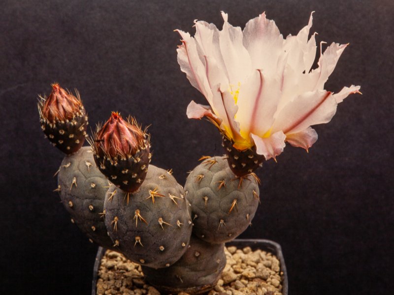 Tephrocactus geometricus 