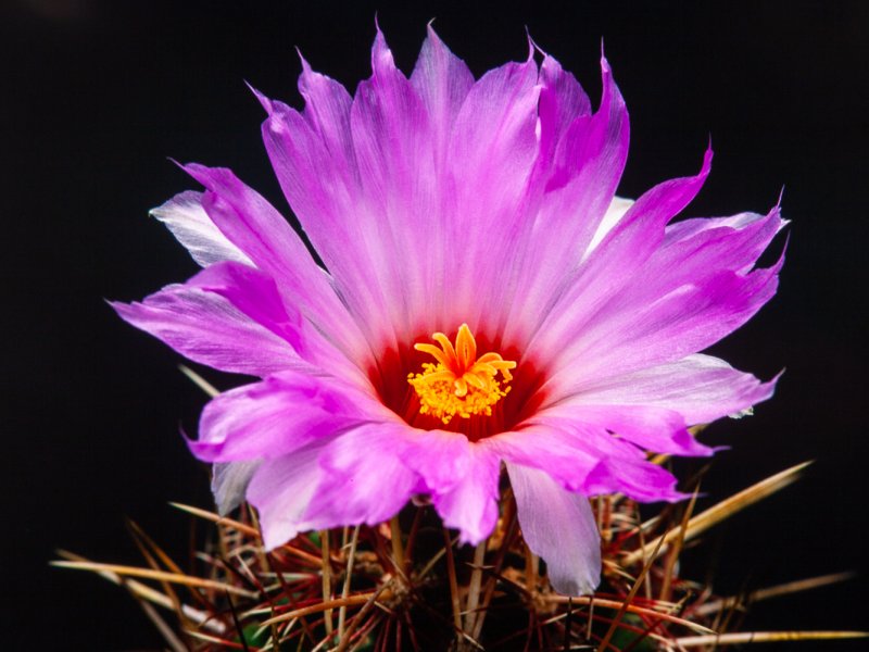 Thelocactus bicolor 