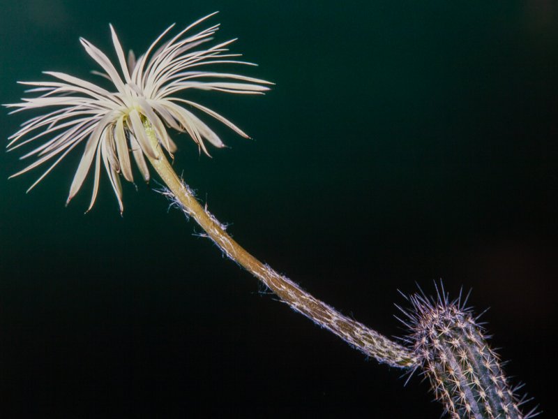 Setiechinopsis mirabilis 