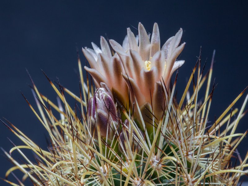 Ancistrocactus scheeri v. megarhyzus 