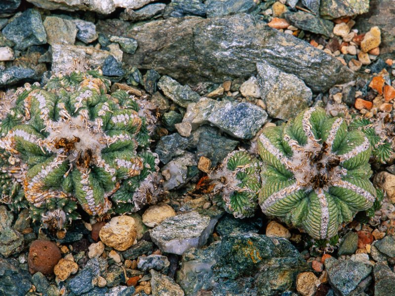 Aztekium ritteri 