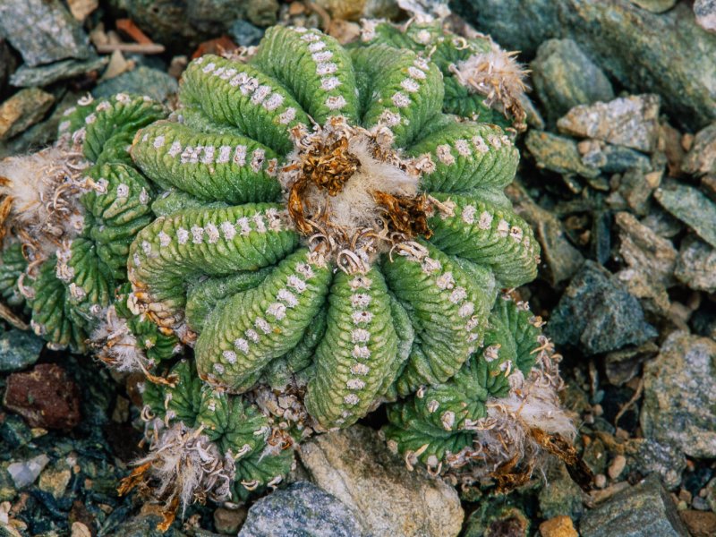 Aztekium ritteri 