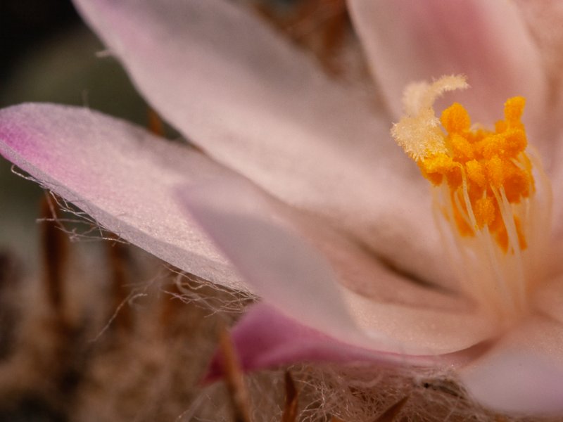 Aztekium ritteri 