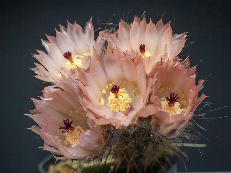 Austrocactus patagonicus 