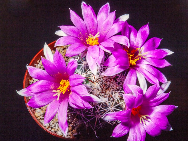 Mammillaria schumannii 