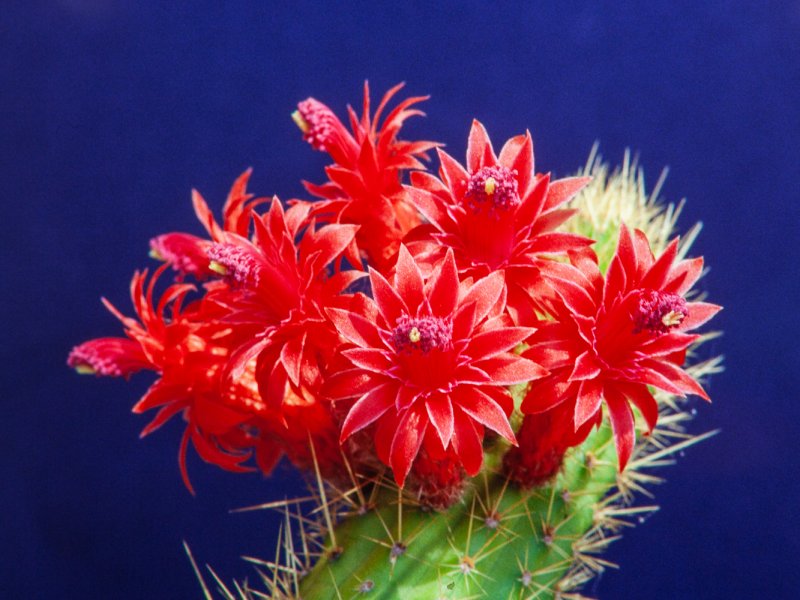 Cleistocactus samaipatanus 