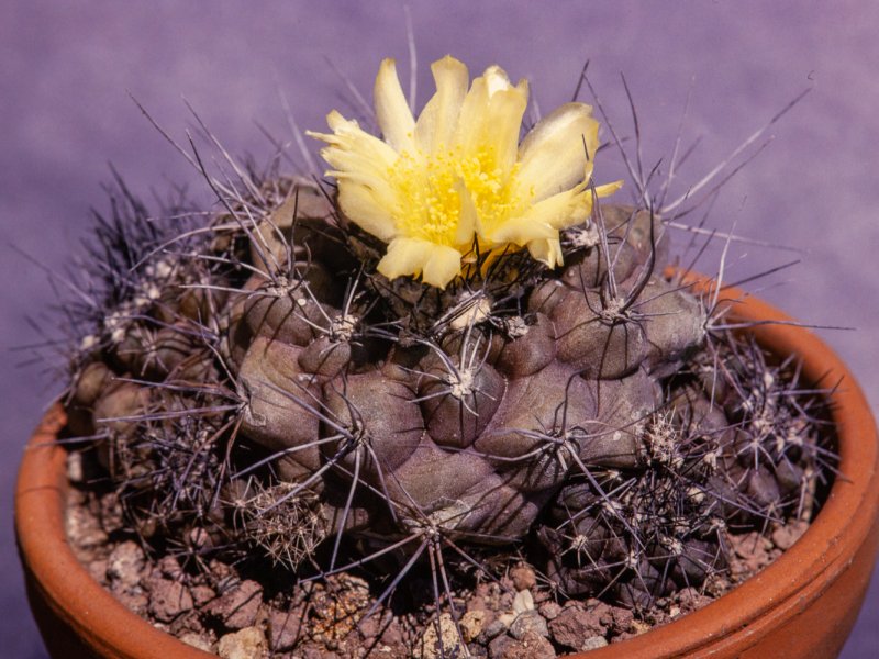 Copiapoa humilis 