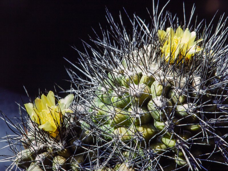 Copiapoa humilis 